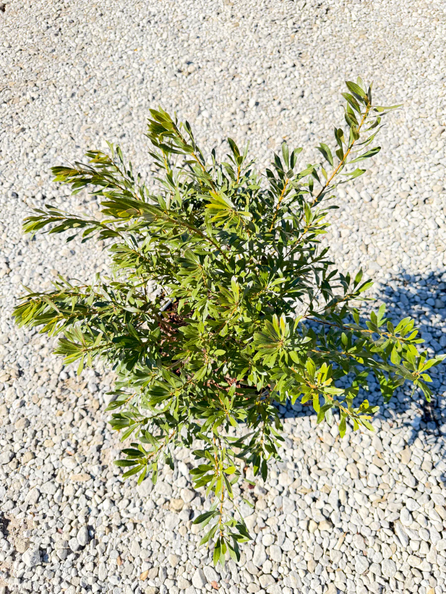Wax Myrtle - Image 2