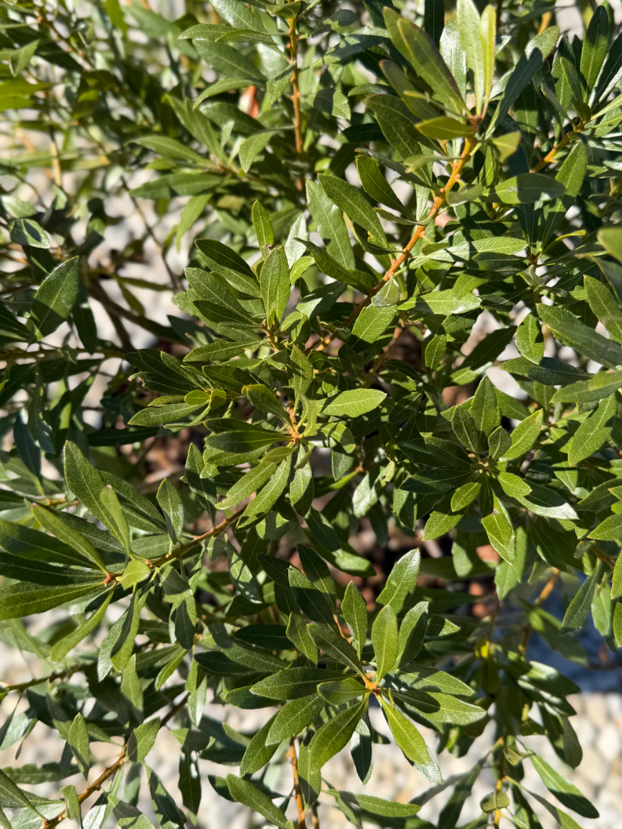 Wax Myrtle - Image 3