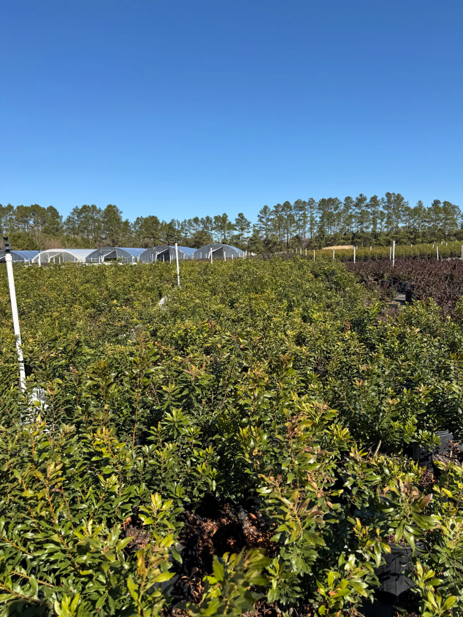 Wax Myrtle - Image 4
