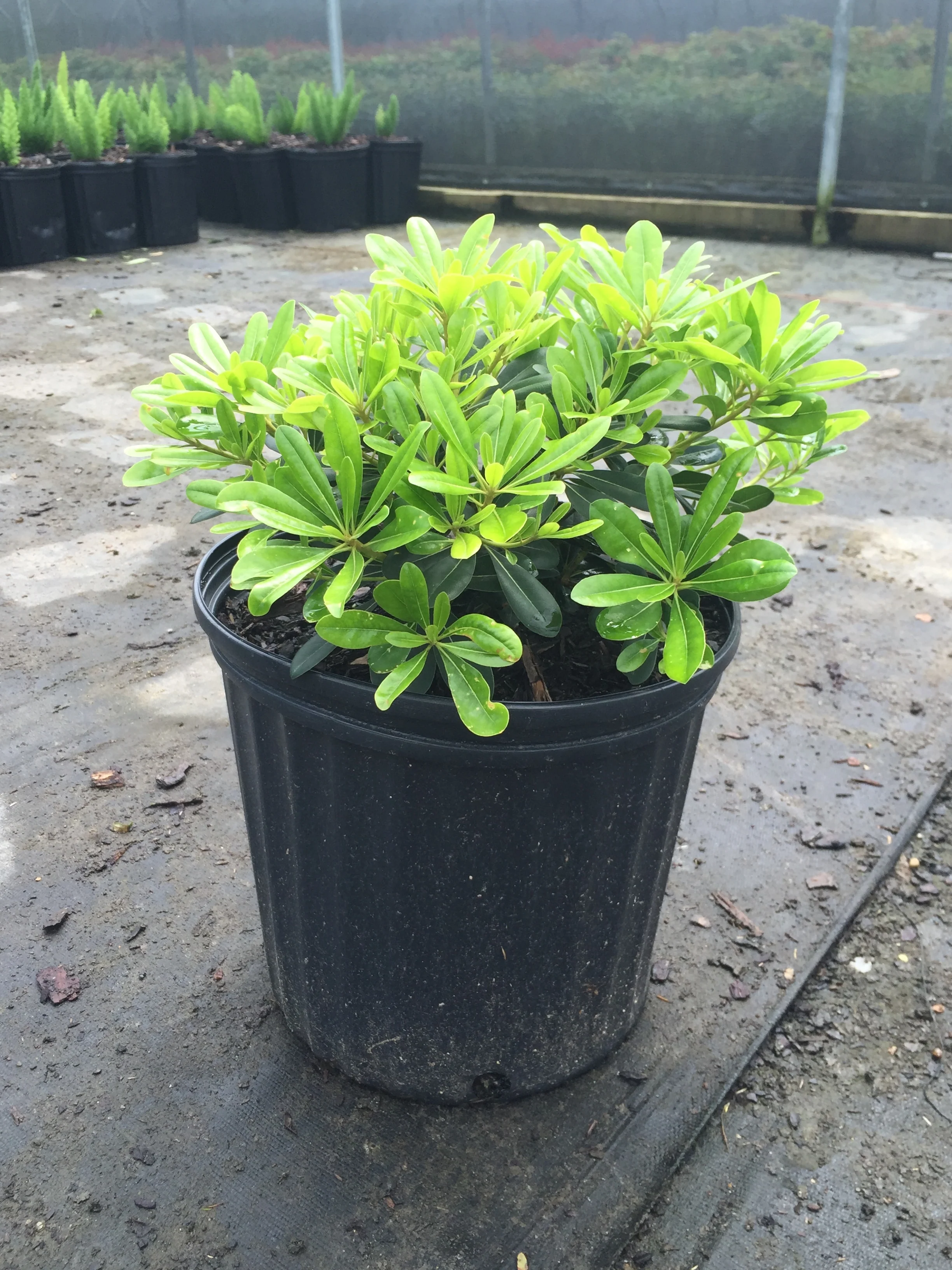 Wheeler's Dwarf Pittosporum