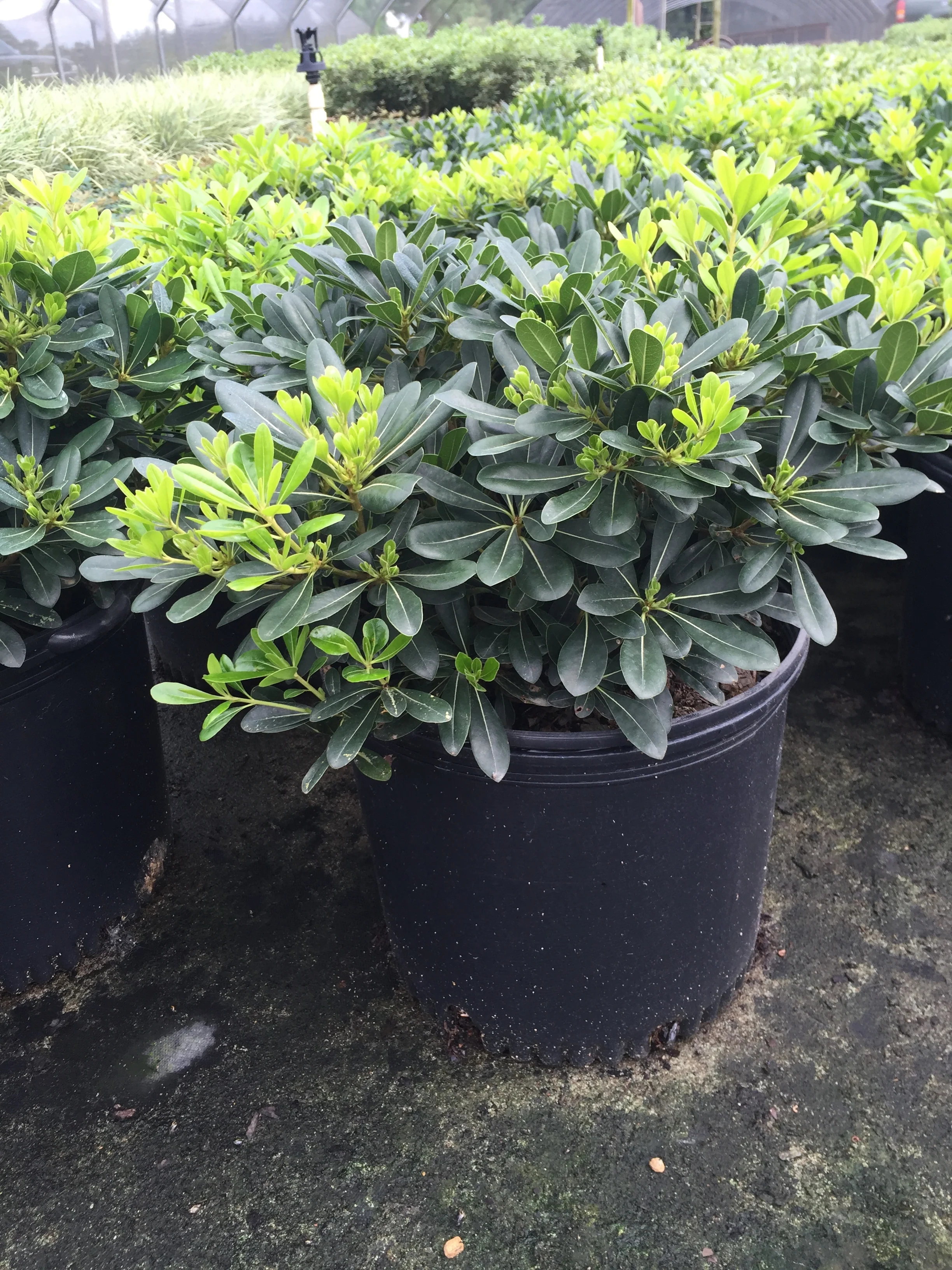 Wheeler's Dwarf Pittosporum - Image 2
