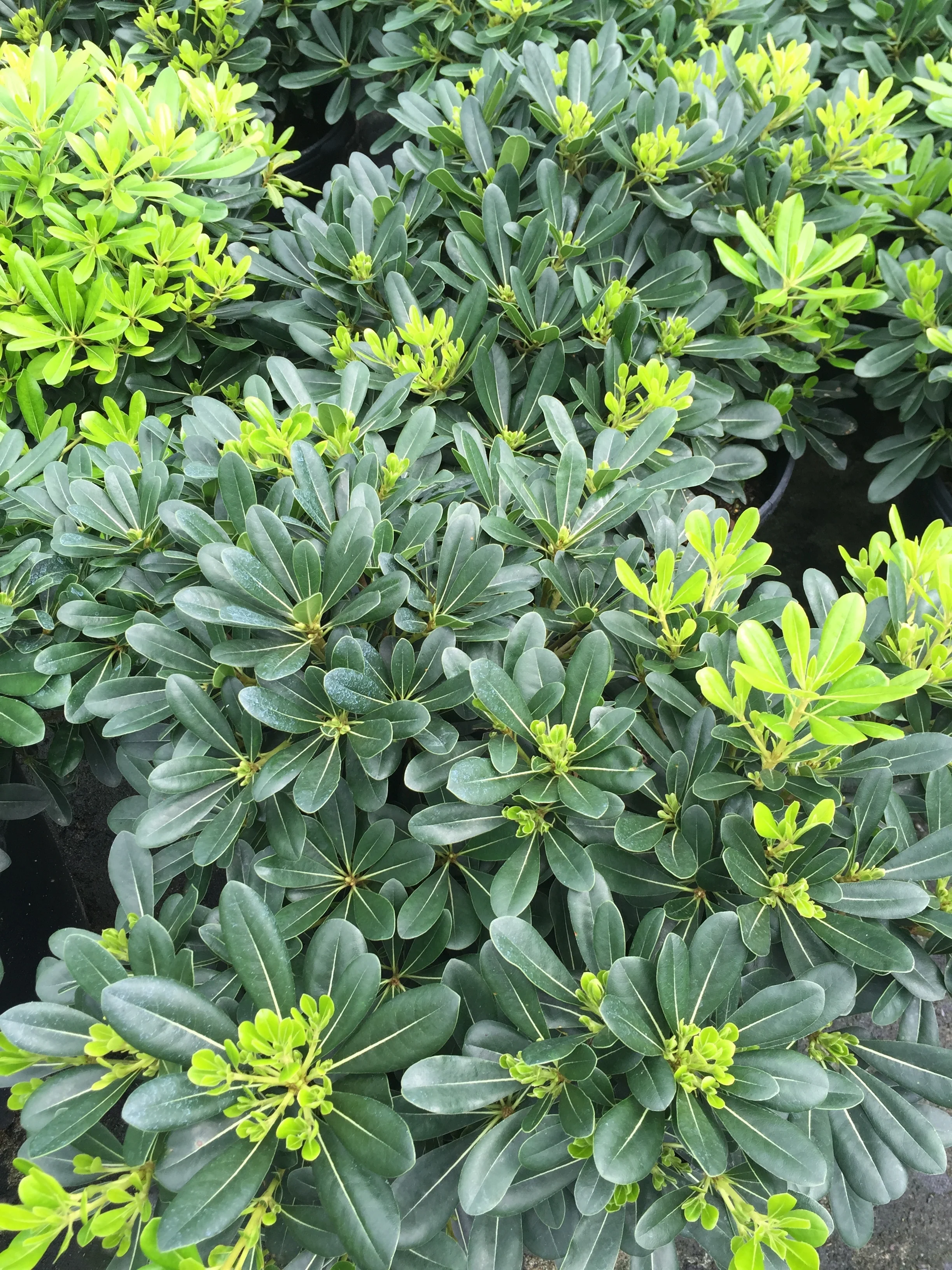 Wheeler's Dwarf Pittosporum - Image 3