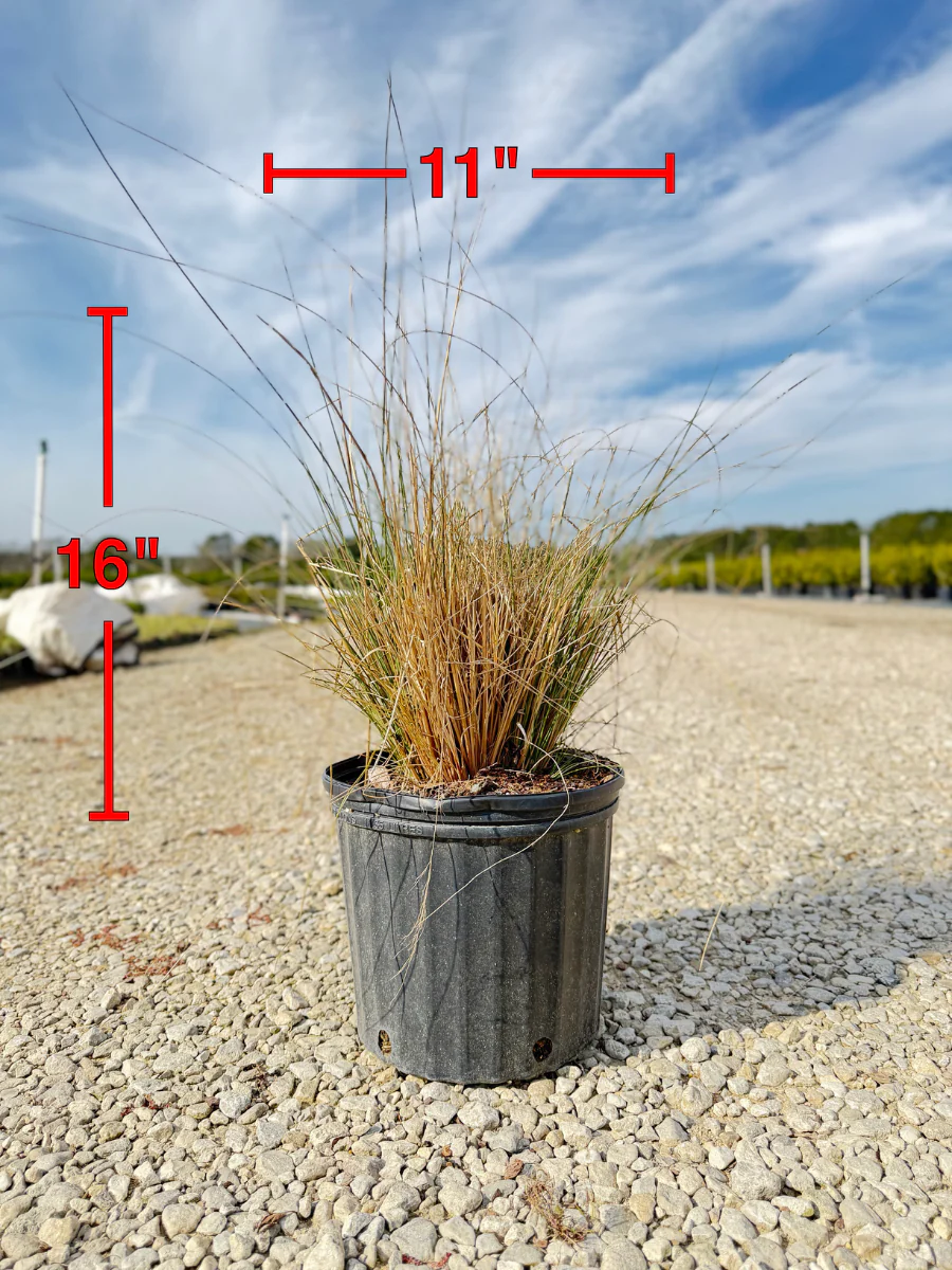 White Cloud Muhly Grass