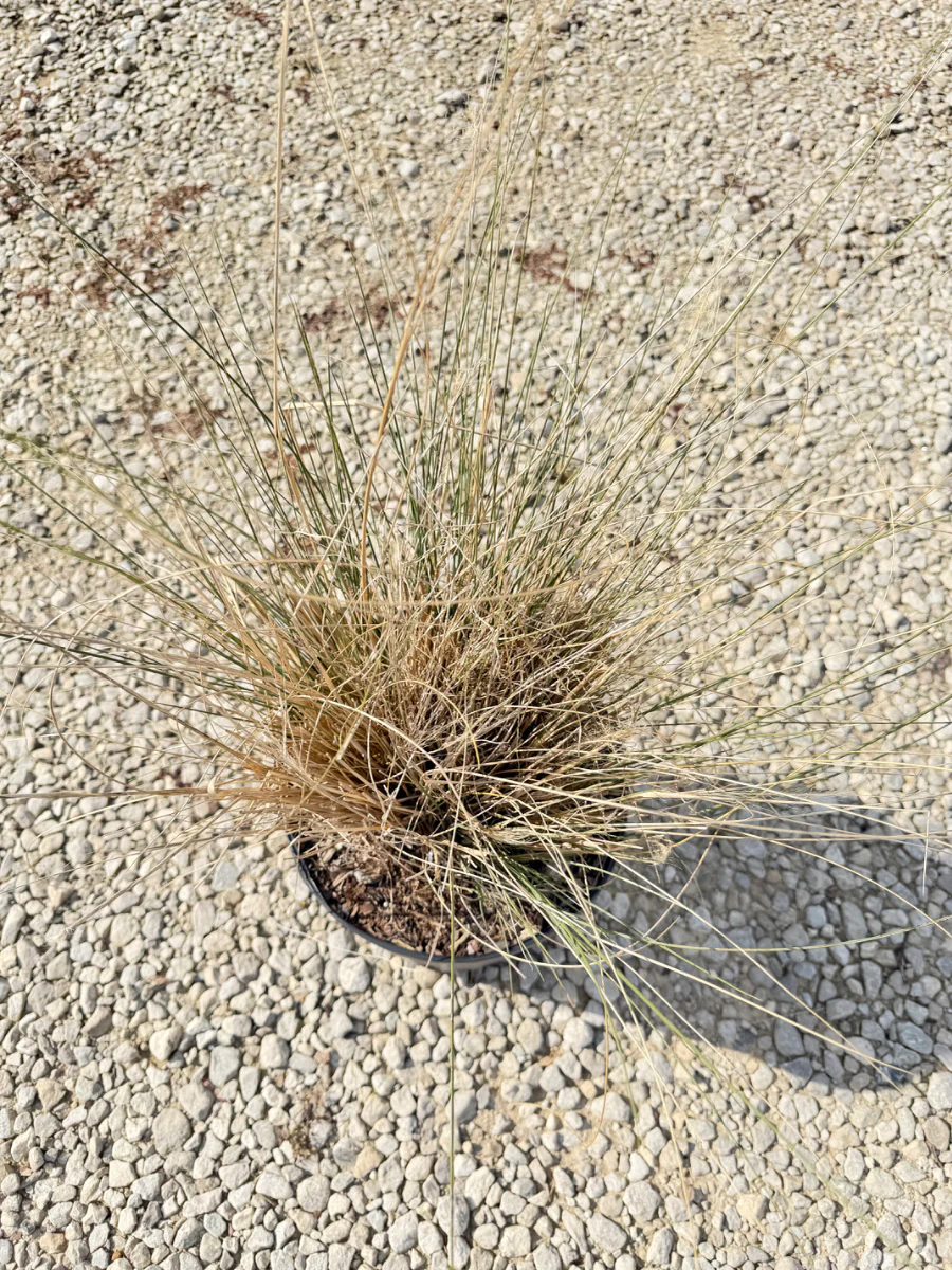White Cloud Muhly Grass - Image 2
