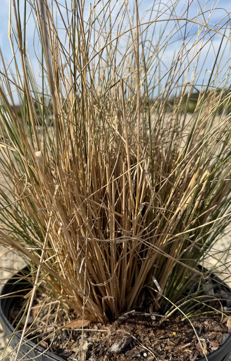 White Cloud Muhly Grass - Image 3