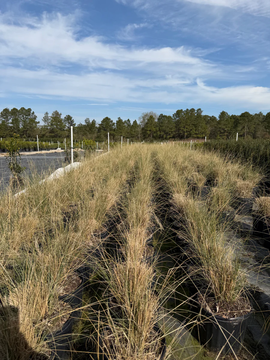 White Cloud Muhly Grass - Image 4