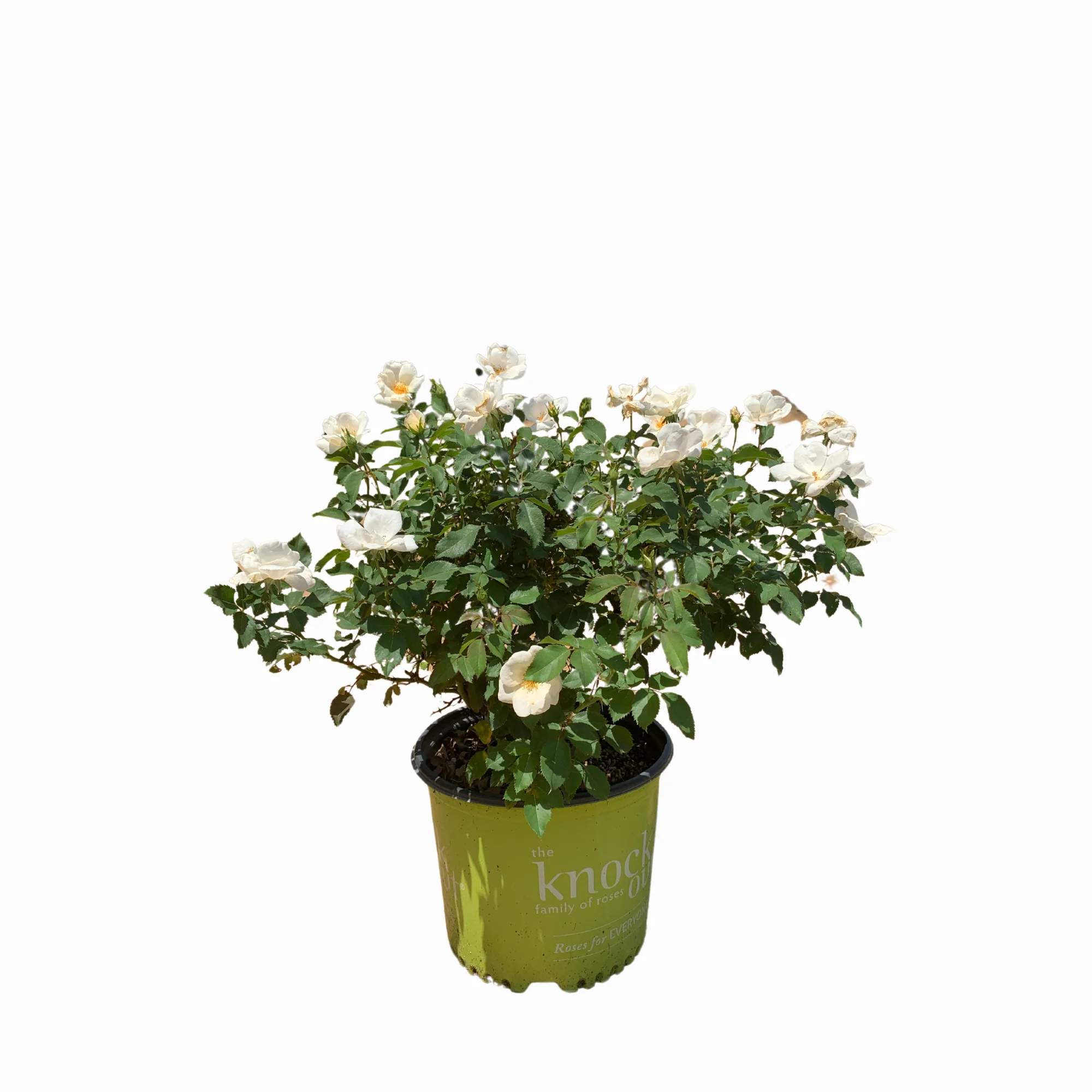White Knock Out Rose™ - Image 4