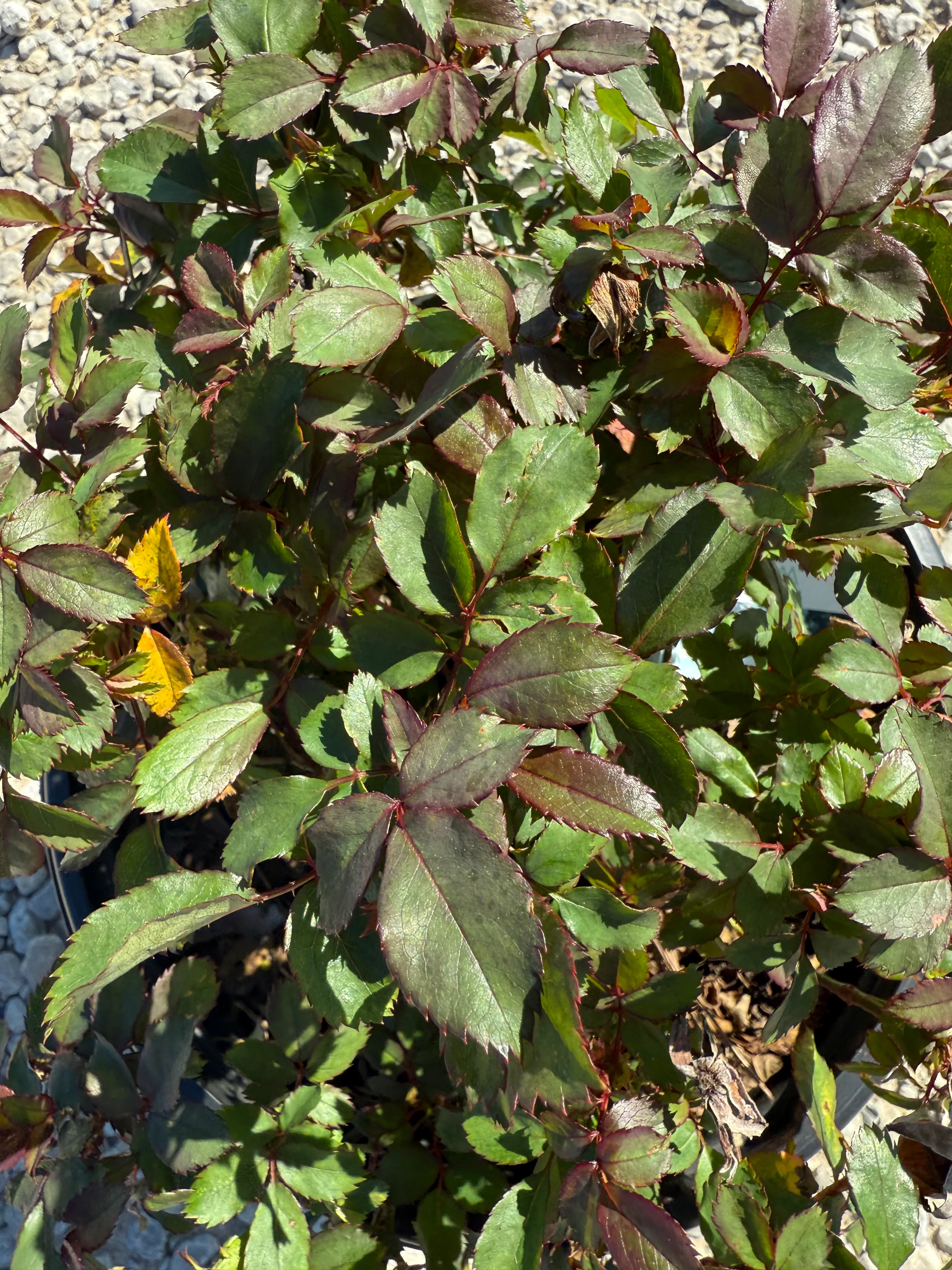 White Knock Out Rose™ - Image 7