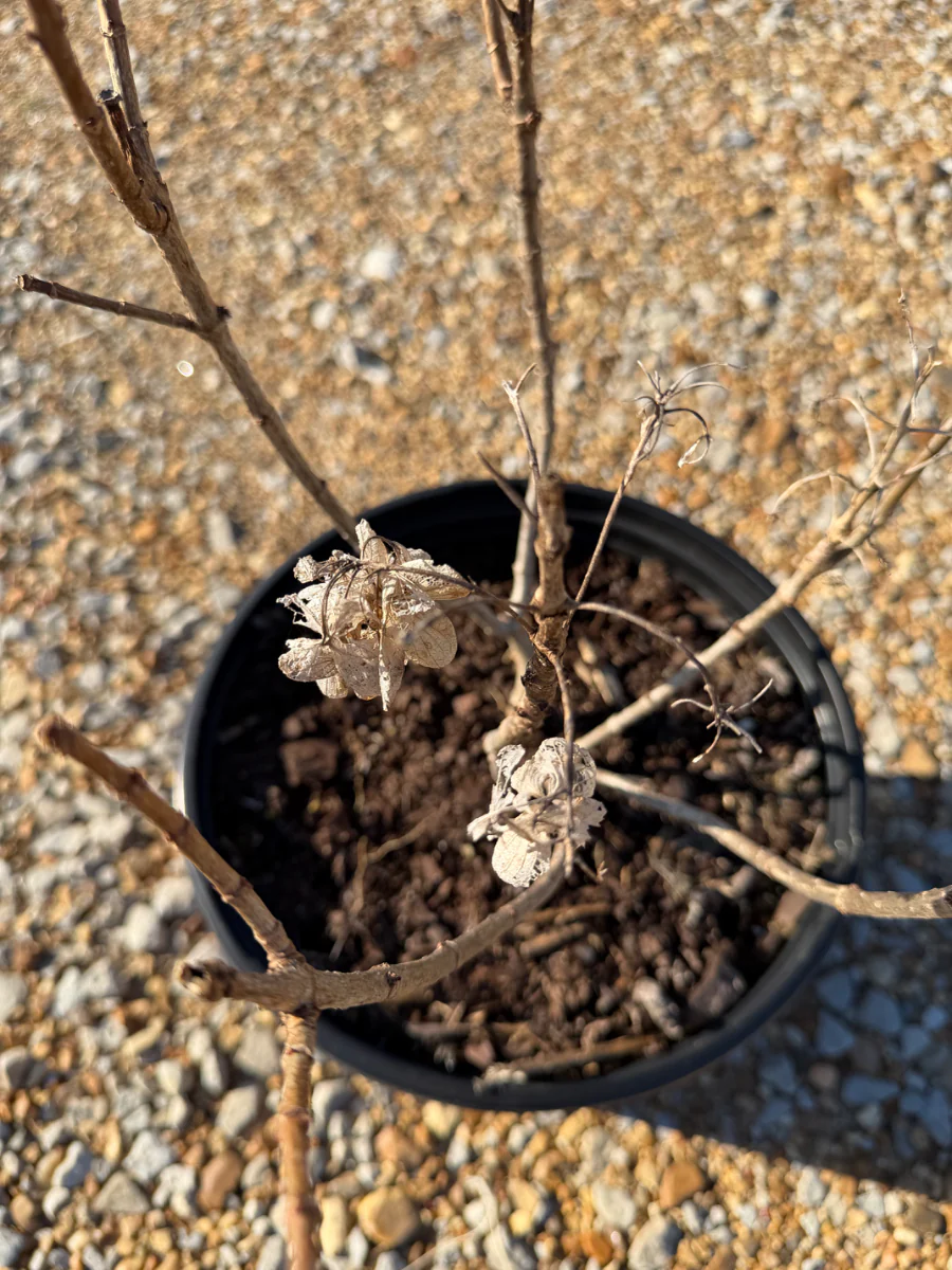 White Wedding Hydrangea - Image 3