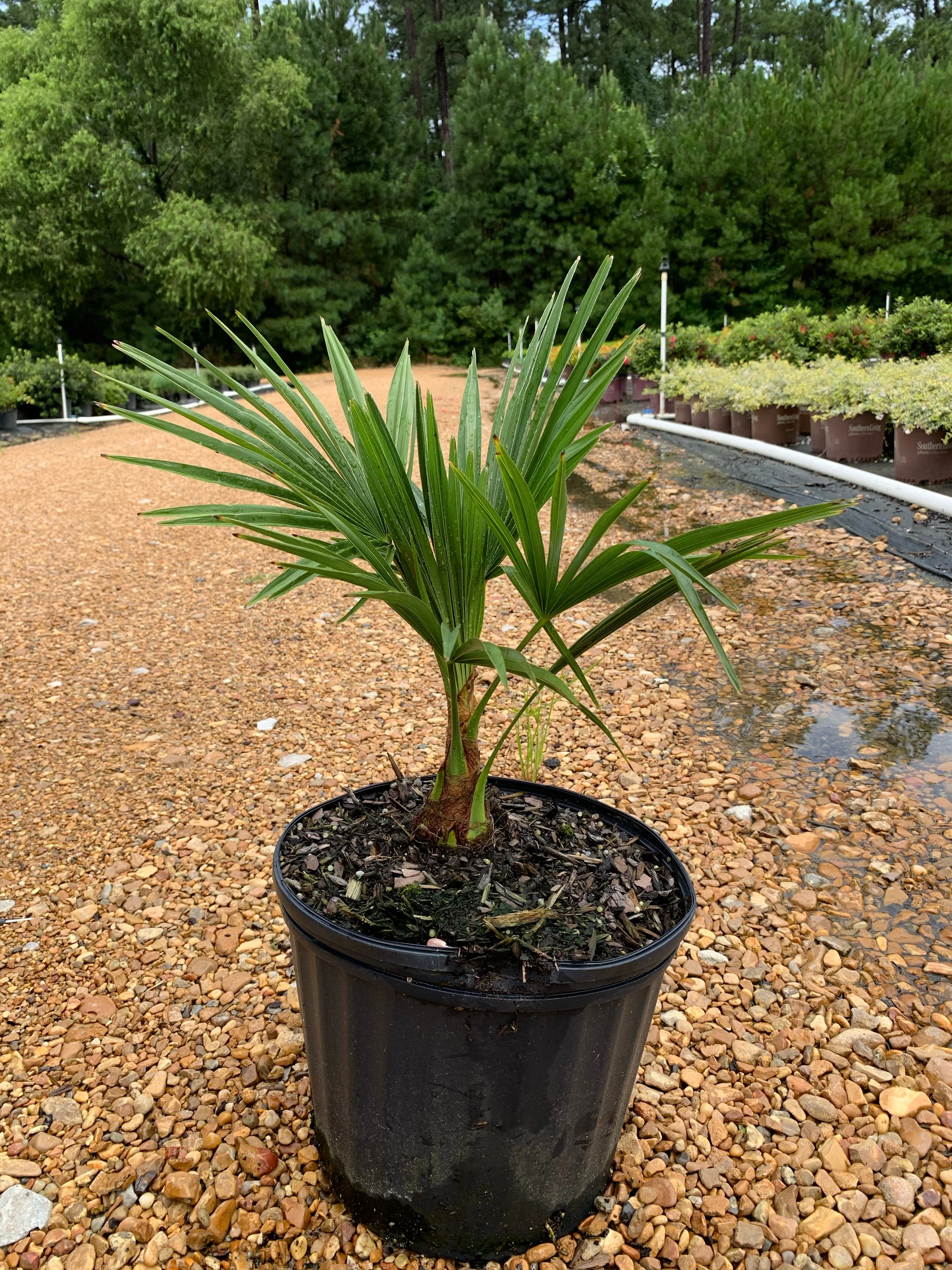 Windmill Palm - Image 3
