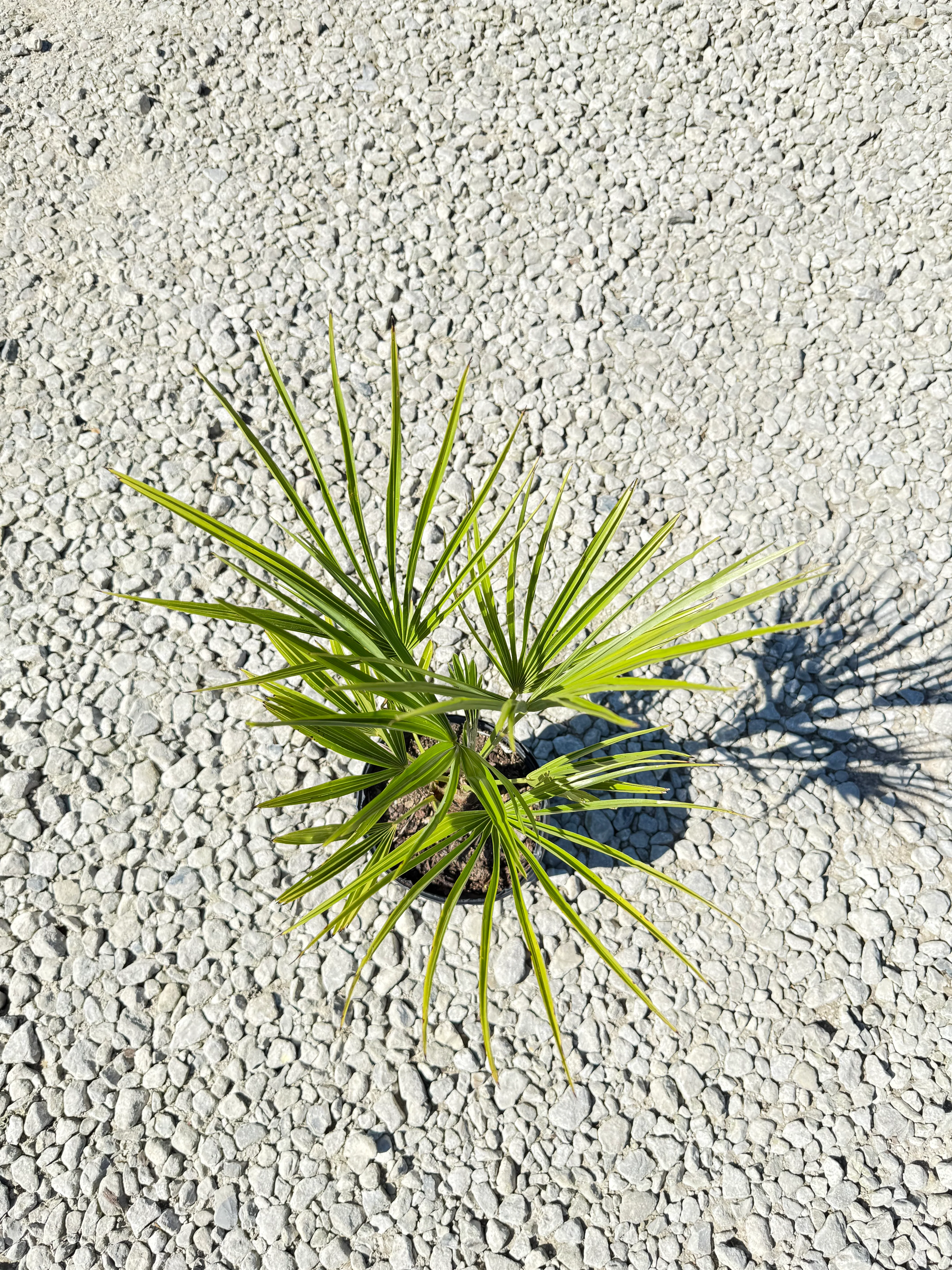 Windmill Palm - Image 5