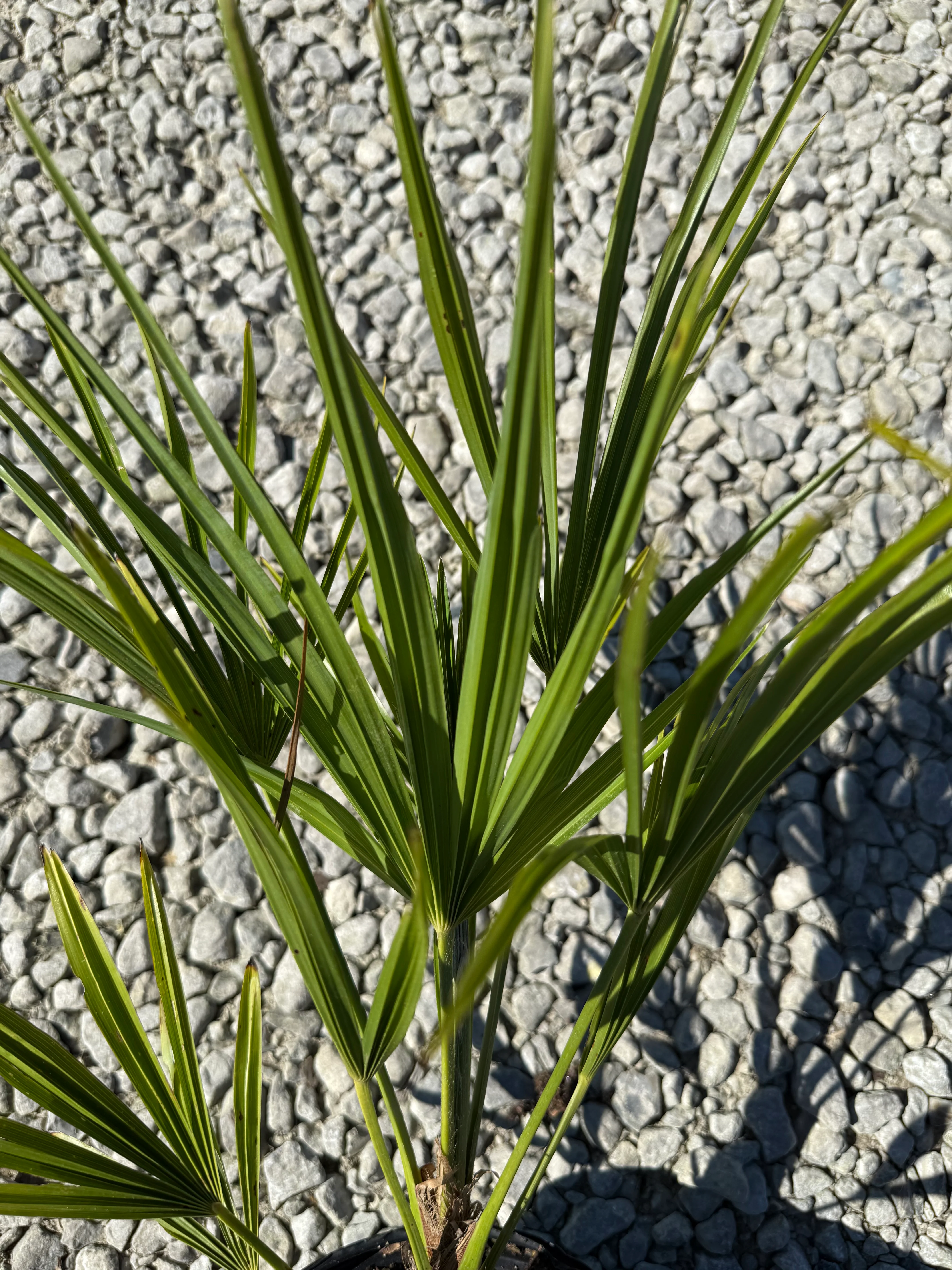 Windmill Palm - Image 6