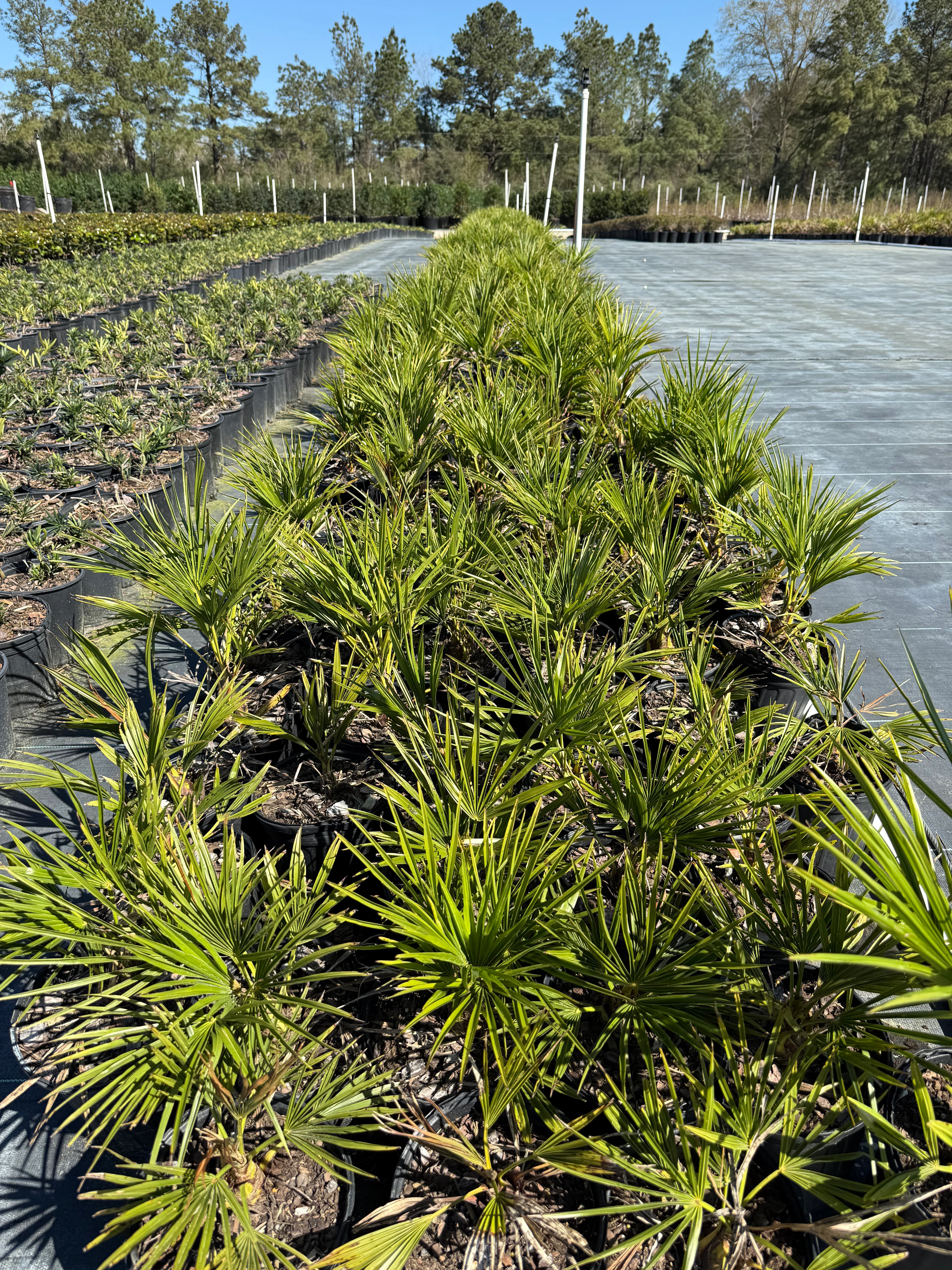Windmill Palm - Image 7