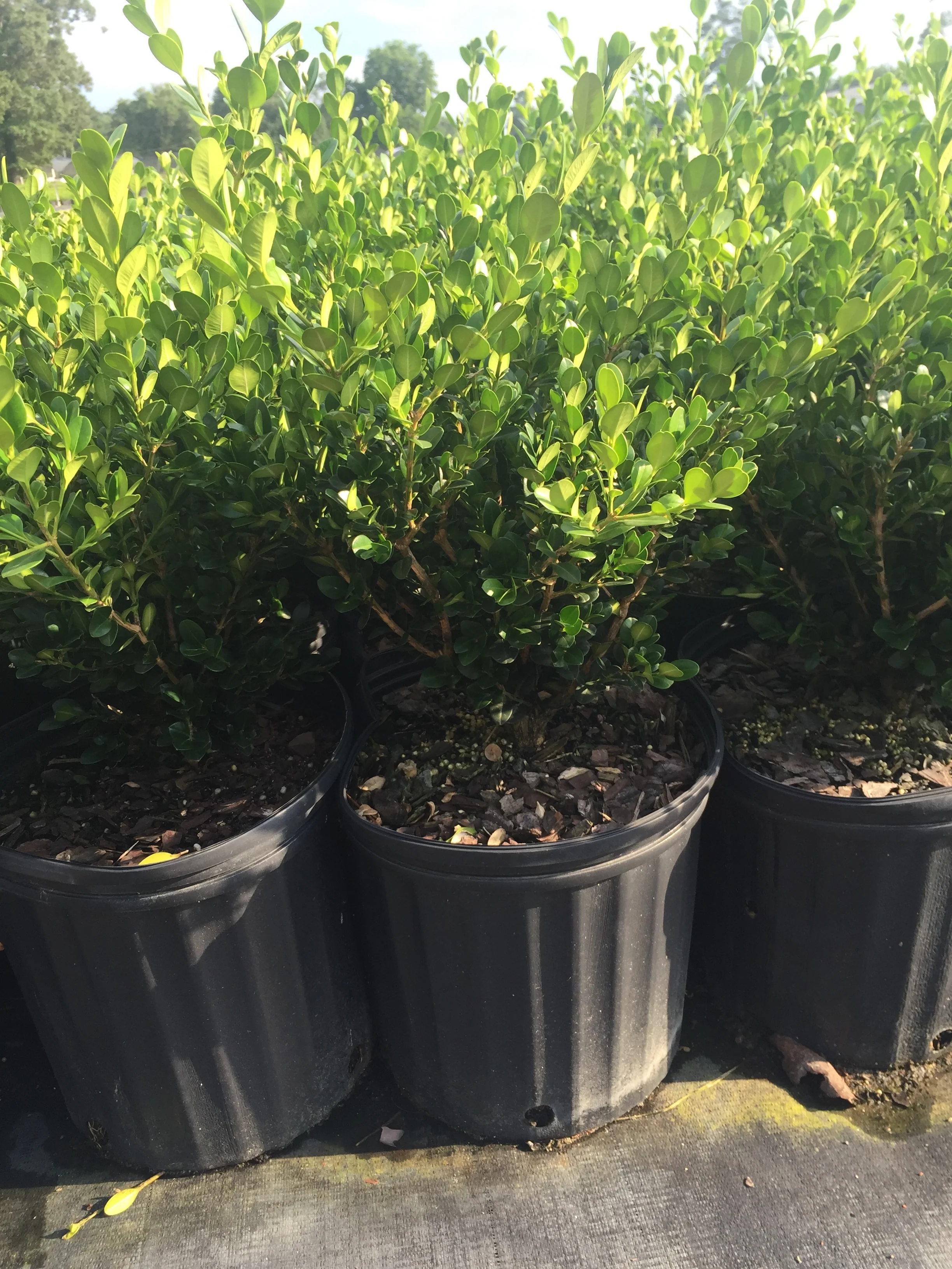 Wintergreen Boxwood - Image 2