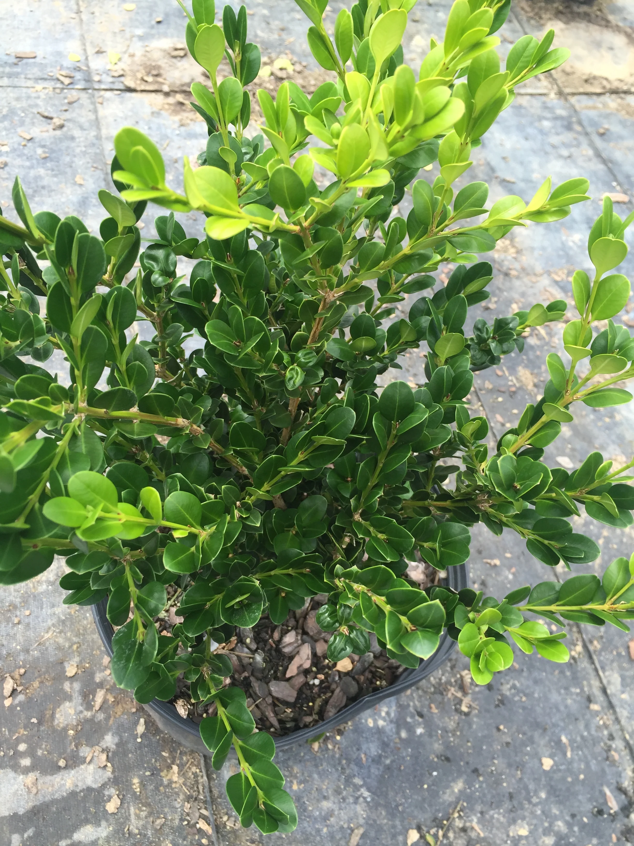 Wintergreen Boxwood - Image 3