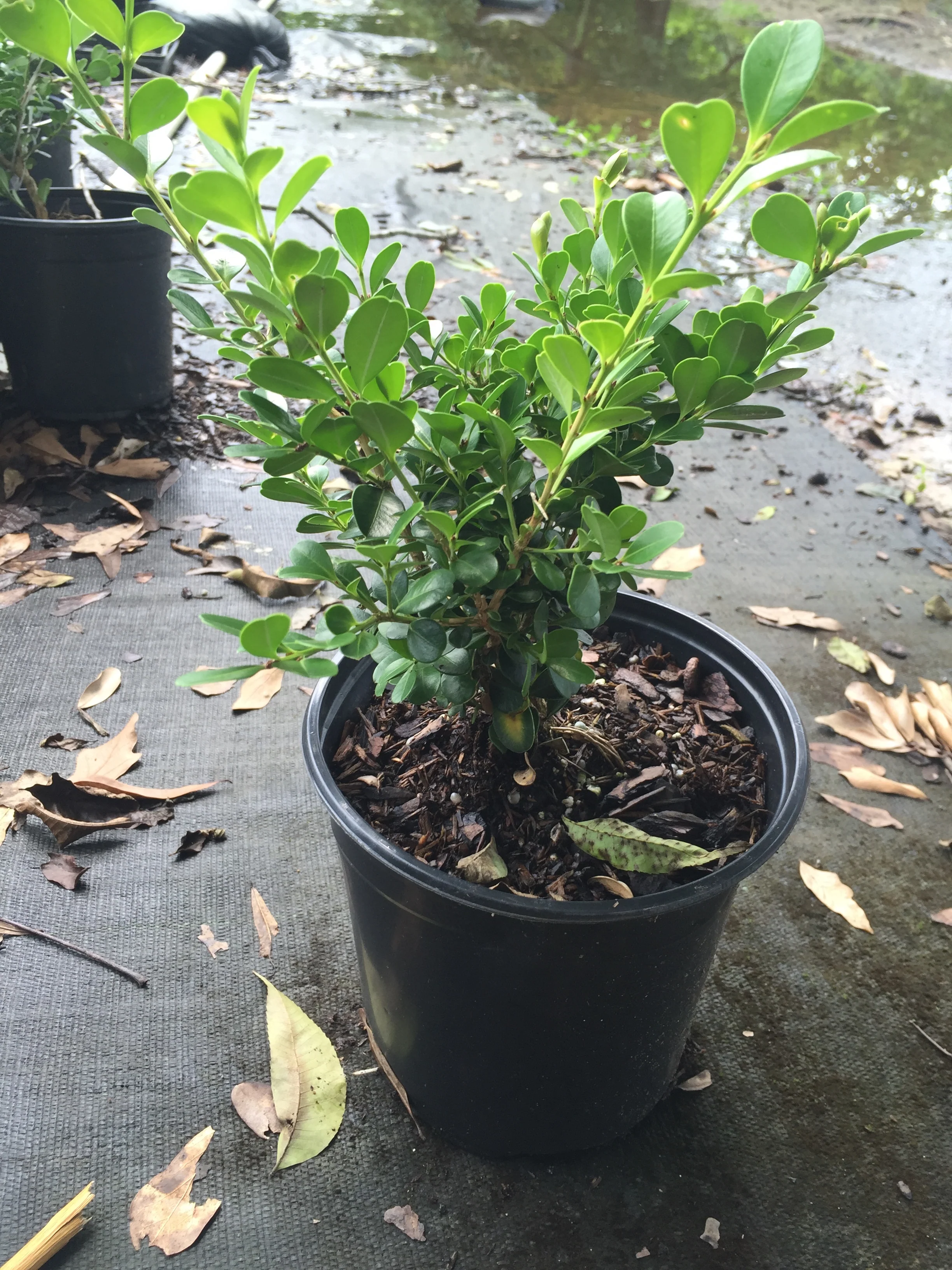 Wintergreen Boxwood - Image 4