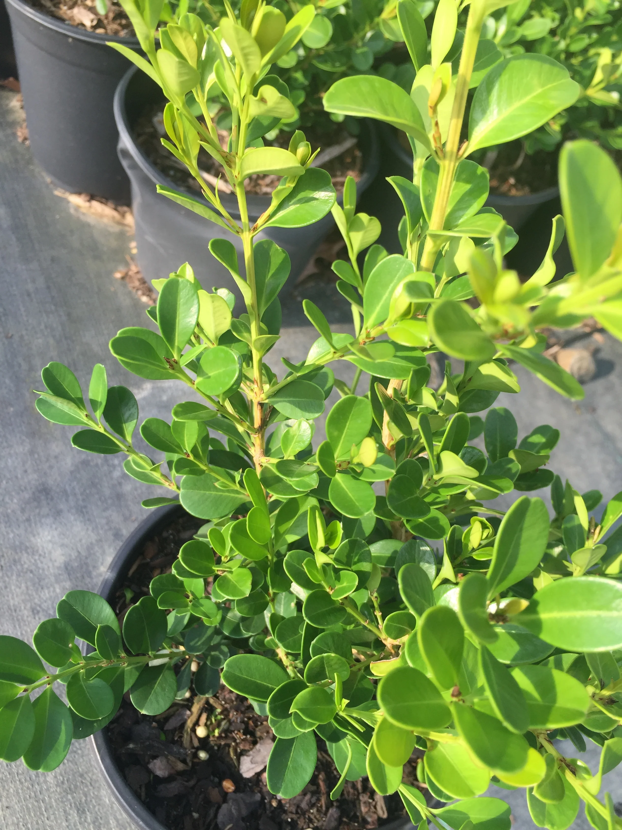 Wintergreen Boxwood - Image 5