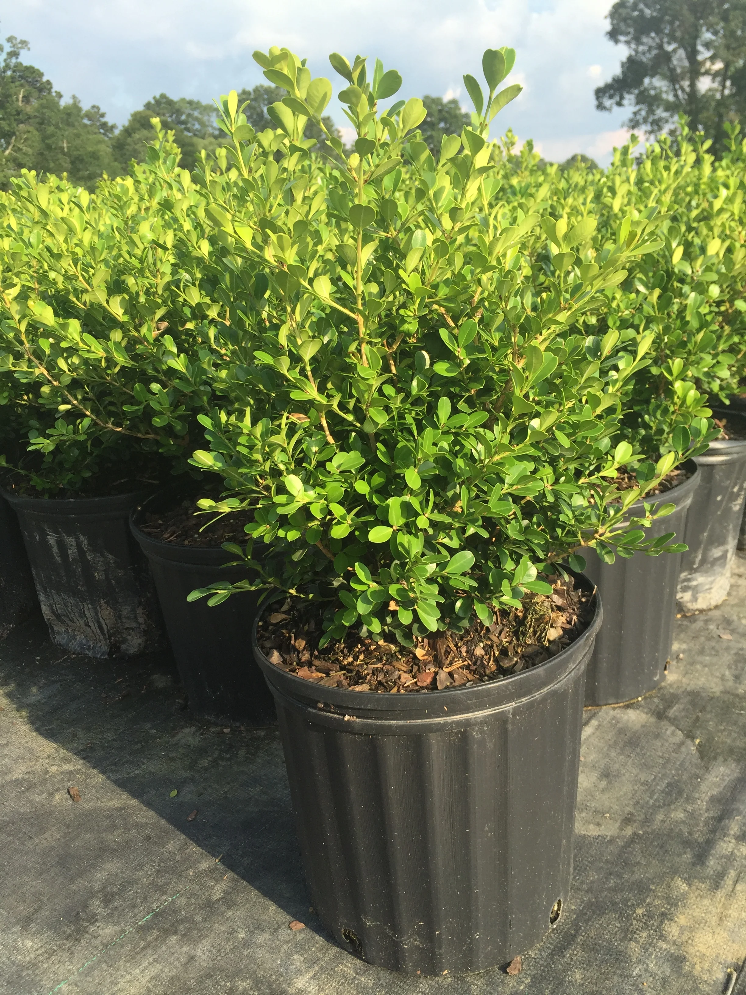 Wintergreen Boxwood - Image 6