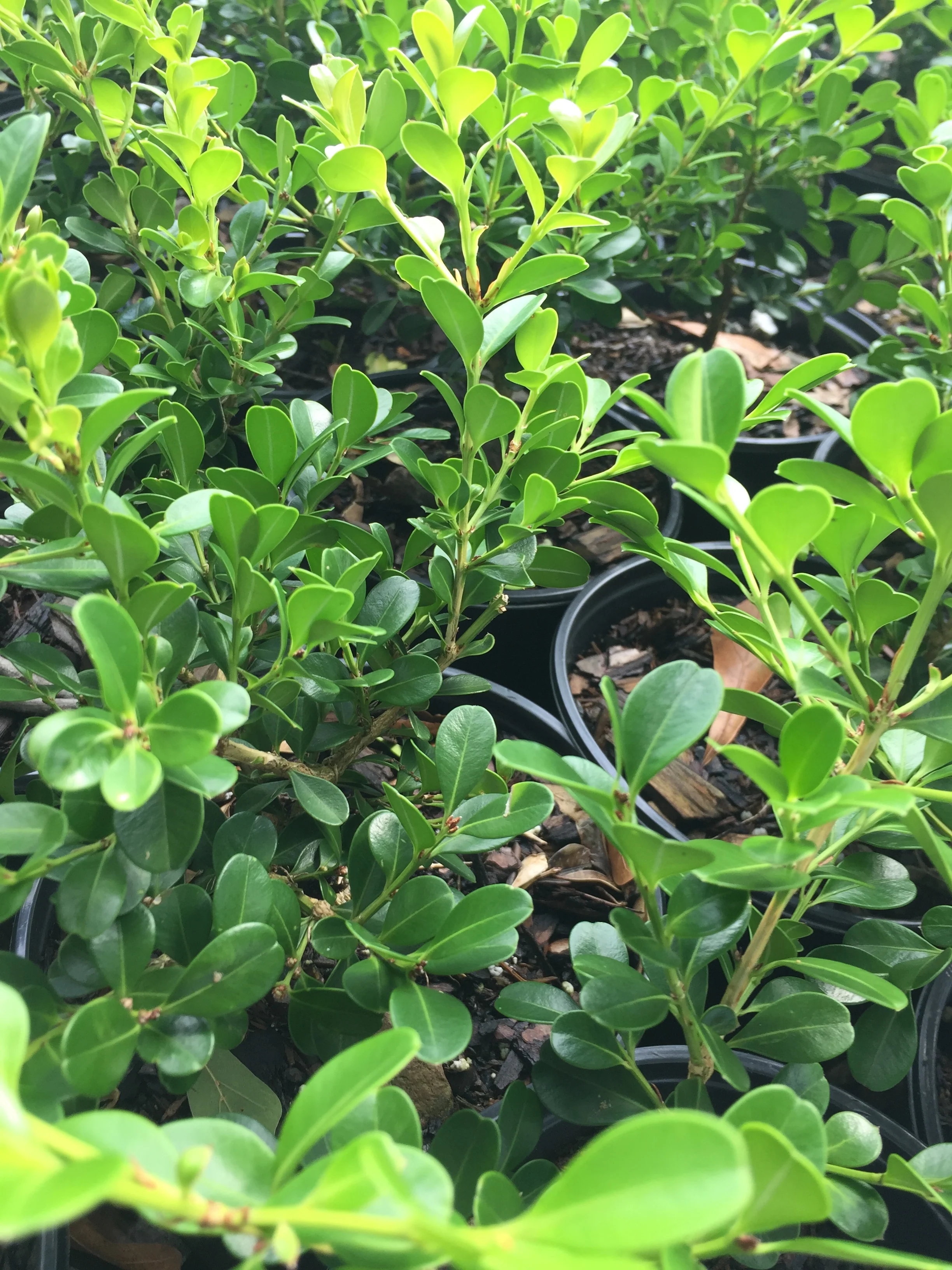 Wintergreen Boxwood - Image 7