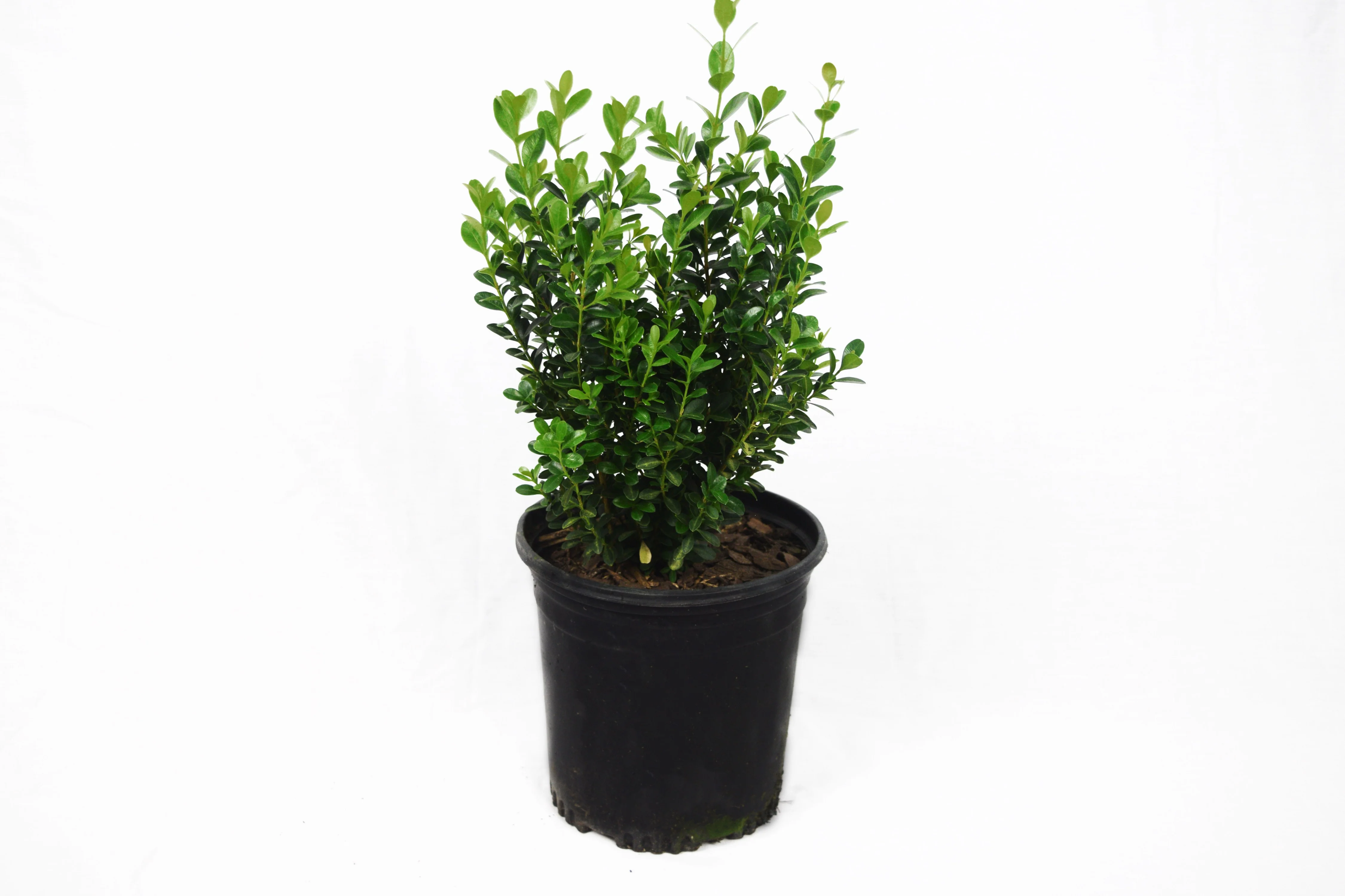 Wintergreen Boxwood - Image 8